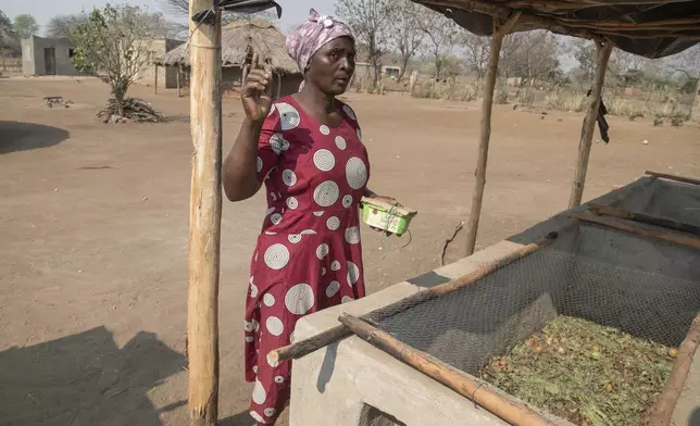 Maggot breeder, Chemari Choumumba stands next to a production tank of maggots at her home in Chiredzi, Zimbabwe Wednesday, Sept. 18, 2024. (AP Photo/Aaron Ufumeli)