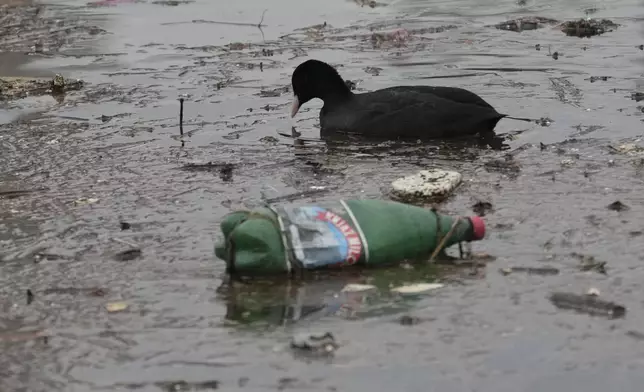 A coot floats between dumped plastic bottles and waste on the bank of the river Sava in Belgrade, Serbia, Tuesday, Nov. 26, 2024. (AP Photo/Darko Vojinovic)