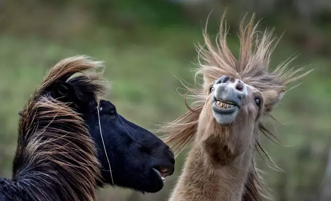 Icelandic horses play at a stud farm in Wehrheim near Frankfurt, Germany, Tuesday, Nov. 26, 2024. (AP Photo/Michael Probst)