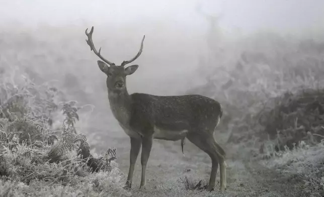 A stag looks round as he crosses a pathway in Bushy Park in the mist and frost, in London, Thursday, Nov. 28, 2024. (AP Photo/Alastair Grant)