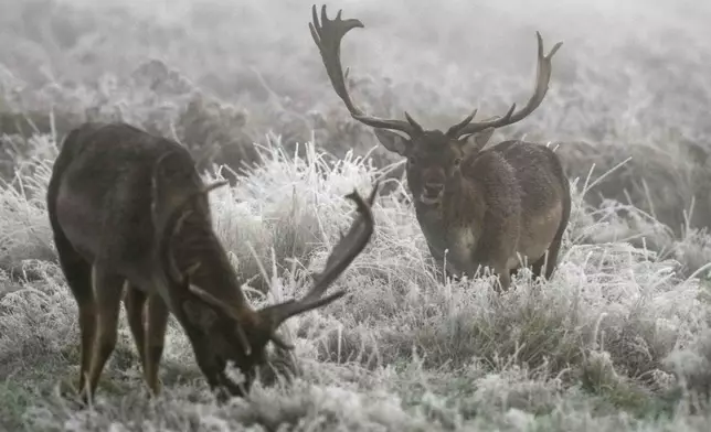 Stags graze in the frosty grass and bracken in Bushy Park, in London, Thursday, Nov. 28, 2024. (AP Photo/Alastair Grant)