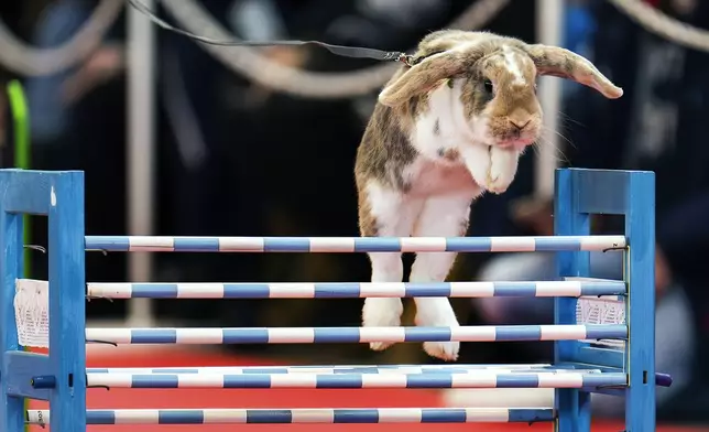 A rabbit jumps over an obstacle during an obstacle course at the ANIMAL pet fair at the Messe Stuttgart exhibition center in Stuttgart, Germany, Saturday, Nov. 23, 2024. ( Silas Stein/dpa via AP)