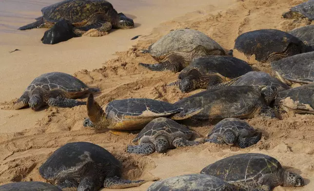 A turtle moves back towards the water as others bask in the sun at Ho'okipa Beach Park, Friday, Nov. 22, 2024, near Paia, Hawaii. (AP Photo/Lindsey Wasson)