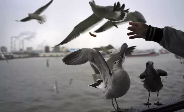 A person feeds seagulls in Niigata, Niigata prefecture, Japan, Saturday, Nov. 23, 2024. (AP Photo/Eugene Hoshiko)