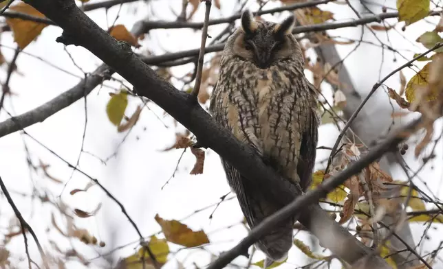 A long-eared owl sits on a tree on a sunny autumn day on a town square in the city of Kikinda, northern Serbia, Friday, Nov. 29, 2024. (AP Photo/Darko Vojinovic)