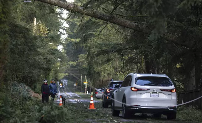 People walk their dog as cars maneuver around downed power lines and trees caused by a "bomb cyclone" storm, Wednesday, Nov. 20, 2024, in Bellevue, Wash. (Nick Wagner/The Seattle Times via AP)