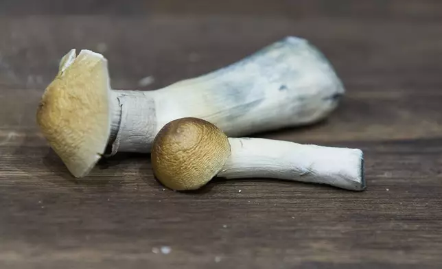 Mushrooms for patient use are shown at a psilocybin service center in Gresham, Ore., Monday, Nov. 18, 2024. (AP Photo/Craig Mitchelldyer)