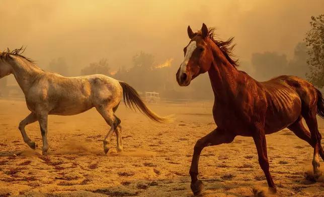 Horses gallop in an enclosure at Swanhill Farms as the Mountain Fire burns in Moorpark, Calif., on Thursday, Nov. 7, 2024. (AP Photo/Noah Berger)