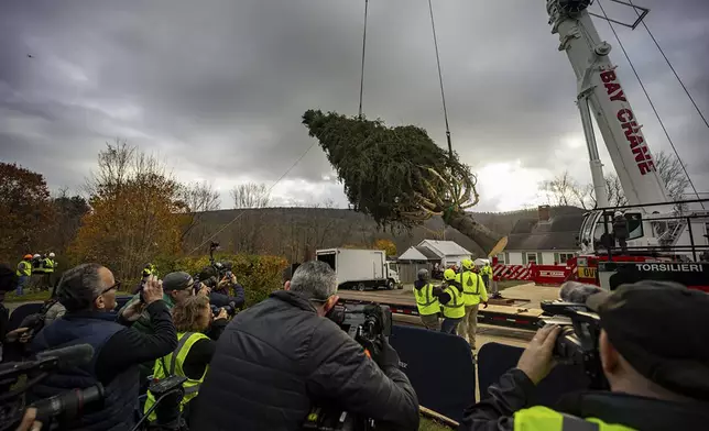 A Norway Spruce that will serve as this year's Rockefeller Center Christmas tree is cut down, Thursday, Nov. 7, 2024 in West Stockbridge, Mass. (AP Photo/Matthew Cavanaugh)