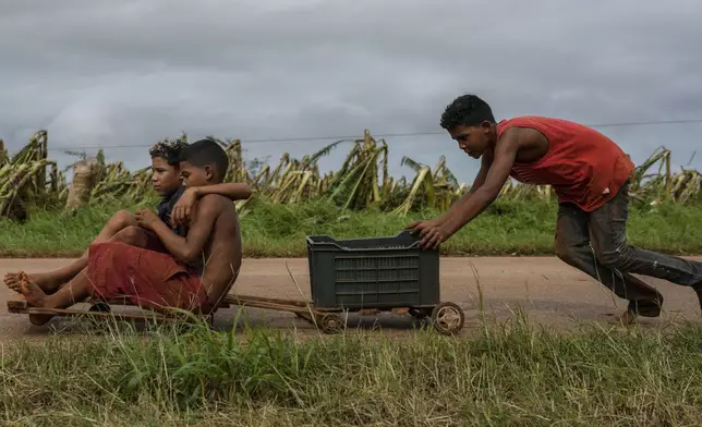 Children play on a road next to a banana plantation that was destroyed after the passage of Hurricane Rafael, in Guira de Melena, Cuba, Thursday, Nov. 7, 2024. (AP Photo/Ramon Espinosa)