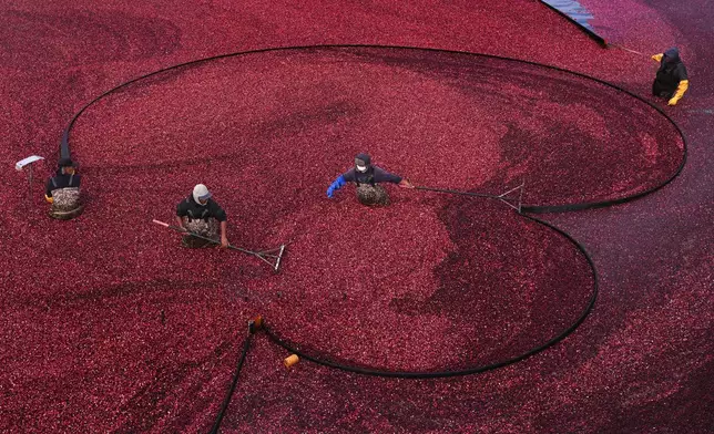 Workers position floating booms while wet harvesting cranberries at Rocky Meadow Bog, Friday, Nov. 1, 2024, in Middleborough, Mass. (AP Photo/Charles Krupa)