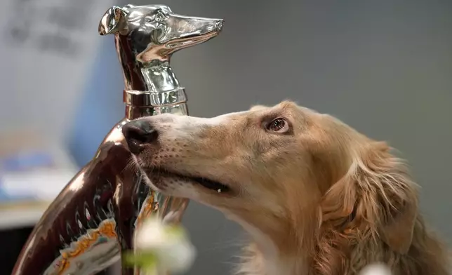 A Russian Hunting Sighthound is seen beside a trophy during a competition at a dog show in Dortmund, Germany, Friday, Nov. 8, 2024. (AP Photo/Martin Meissner)