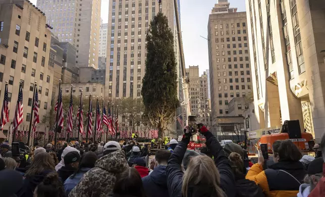 Rockefeller Center Christmas tree is lifted by a crane into place at Rockefeller Plaza, Saturday, Nov. 9, 2024, in New York. (AP Photo/Yuki Iwamura)