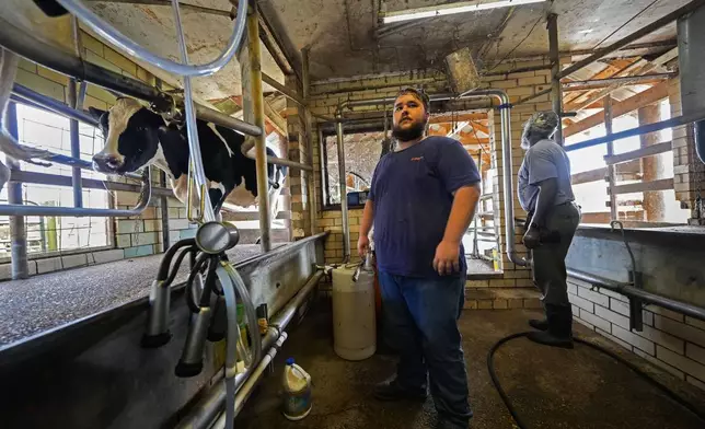 Hayden Ashley and David Lee Blackburn watch as cows enter for their 3:00 PM milking at the Jarrell Bros. Dairy Farm in Kentwood, La., Wednesday, Oct. 30, 2024. (AP Photo/Gerald Herbert)