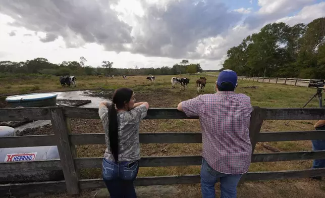 Aubrey Jarrell and his fiancé Stacey Coll watch their cows go to pasture after their 3:00 PM milking at the Jarrell Bros. Dairy Farm in Kentwood, La., Wednesday, Oct. 30, 2024. (AP Photo/Gerald Herbert)