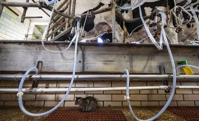 A cat sits underneath as cows are milked during the 3:00 PM milking at the Jarrell Bros. Dairy Farm in Kentwood, La., Wednesday, Oct. 30, 2024. (AP Photo/Gerald Herbert)