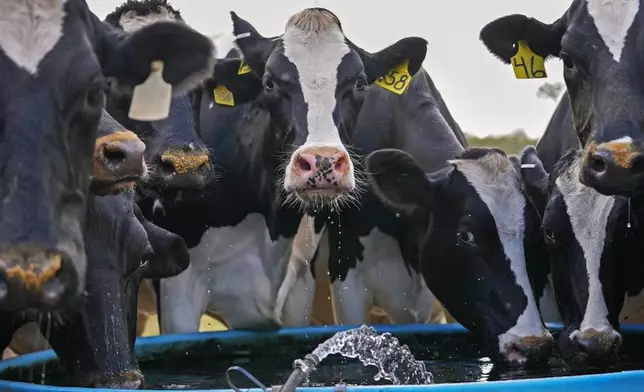 Cows drink from a trough after being milked, as part of their daily 3:00 PM milking ritual, at the Jarrell Bros. Dairy Farm in Kentwood, La., Wednesday, Oct. 30, 2024. (AP Photo/Gerald Herbert)