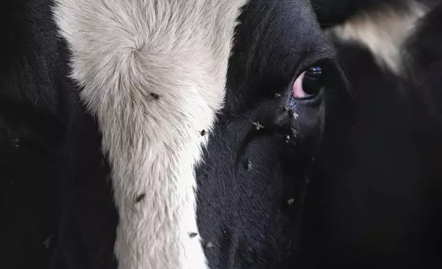 Cows wait their turn for their 3:00 PM milking at the Jarrell Bros. Dairy Farm in Kentwood, La., Wednesday, Oct. 30, 2024. (AP Photo/Gerald Herbert)