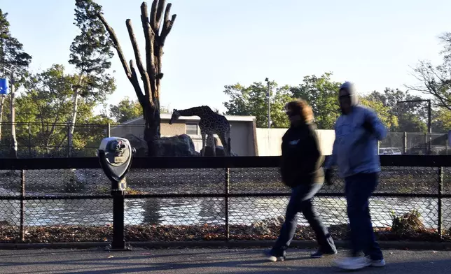 Members of the Get Healthy Walking Club walk a path past the giraffe enclosure during the morning at the Louisville Zoo in Louisville, Ky., Friday, Oct. 18, 2024. (AP Photo/Timothy D. Easley)