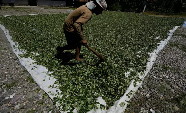 A man spreads out coca leaves to dry in the sun in Villa 14 de Septiembre, Chapare region, Bolivia, Sunday, Nov. 10, 2024. (AP Photo/Juan Karita)