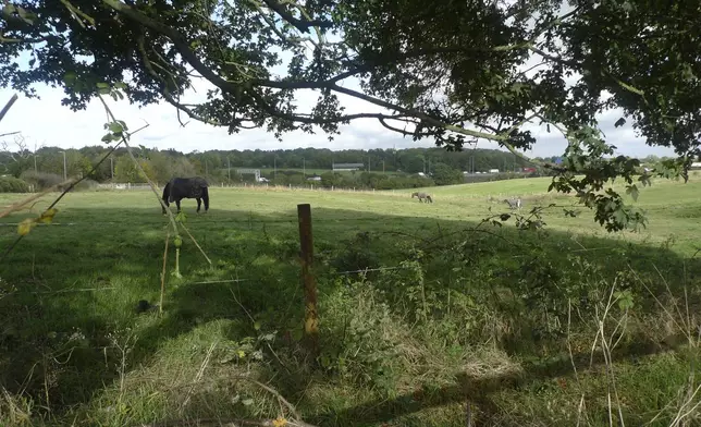 Horses graze in a field on the outskirts of Abbots Langley, England, on Friday, Oct. 18, 2024. Plans to build a data center at the site has pitted the national government's priorities against the interests of local villagers. (AP Photo/Peter Morgan)