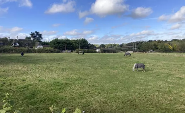 Horses graze in a field on the outskirts of Abbots Langley, England, on Friday, Oct. 18, 2024. Plans to build a data center at the site has pitted the national government's priorities against the interests of local villagers. (AP Photo/Peter Morgan)