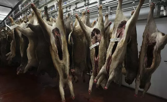 Deer carcasses hang waiting to be processed and at Ben Rigby's Venison meat facility in Mundon, England, Thursday, Oct. 31, 2024. Wild deer numbers have dramatically multiplied in recent decades and there are now more deer in England than at any other time in the last 1,000 years, according to the Forestry Commission, the government department looking after England's public woodland.(AP Photo/Alastair Grant)