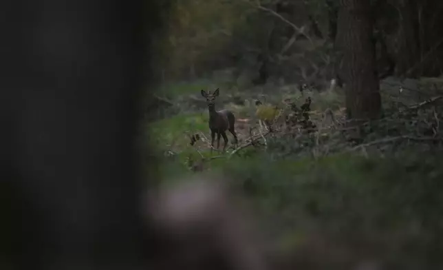 A deer looks on before shot by Martin Edwards, Head of Deer and Woodland Management at BASC (The British Association for Shooting and Conservation), in a woods at Tichborne, east of Winchester in Hampshire, England, Monday, Nov. 4, 2024. Wild deer numbers have dramatically multiplied in recent decades and there are now more deer in England than at any other time in the last 1,000 years, according to the Forestry Commission, the government department looking after England's public woodland. (AP Photo/Kin Cheung)