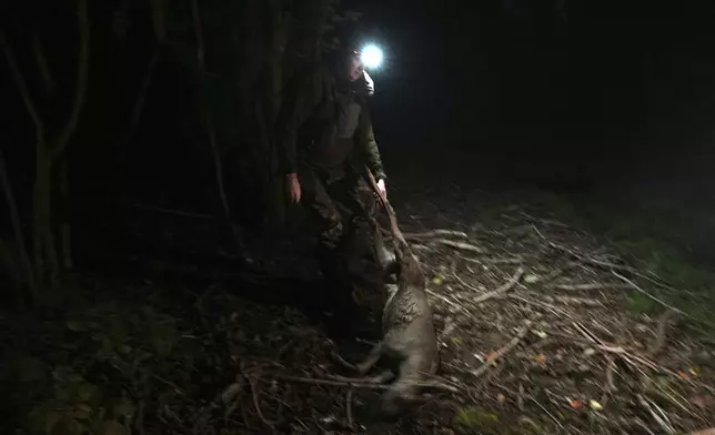 Martin Edwards, Head of Deer and Woodland Management at BASC (The British Association for Shooting and Conservation), carries a newly killed deer in a woods at Tichborne, east of Winchester in Hampshire, England, Monday, Nov. 4, 2024. Wild deer numbers have dramatically multiplied in recent decades and there are now more deer in England than at any other time in the last 1,000 years, according to the Forestry Commission, the government department looking after England's public woodland.(AP Photo/Kin Cheung)