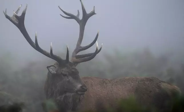 Deer rut in Bushy Park south west London , Friday, Oct. 18, 2024. Wild deer numbers have dramatically multiplied in recent decades and there are now more deer in England than at any other time in the last 1,000 years, according to the Forestry Commission, the government department looking after England's public woodland. (AP Photo/Alastair Grant)