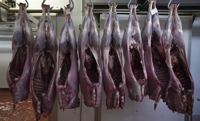 Venison carcasses waiting to be cut up into joints at Ben Rigby's venison meat facility in Mundon, England, Thursday, Oct. 31, 2024. Wild deer numbers have dramatically multiplied in recent decades and there are now more deer in England than at any other time in the last 1,000 years, according to the Forestry Commission, the government department looking after England's public woodland. (AP Photo/Alastair Grant)