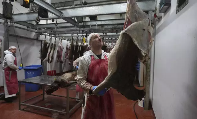 Deer carcasses are processed by butchers at Ben Rigby's venison meat facility in Mundon, England, Thursday, Oct. 31, 2024. Wild deer numbers have dramatically multiplied in recent decades and there are now more deer in England than at any other time in the last 1,000 years, according to the Forestry Commission, the government department looking after England's public woodland. (AP Photo/Alastair Grant)