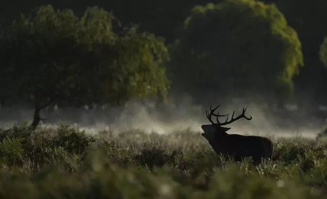 FILE- A Stag in rut bellows in early morning mist Bushy Park southwest London, Saturday, Sept. 28, 2024. Wild deer numbers have dramatically multiplied in recent decades and there are now more deer in England than at any other time in the last 1,000 years, according to the Forestry Commission, the government department looking after England's public woodland. (AP Photo/Alastair Grant)