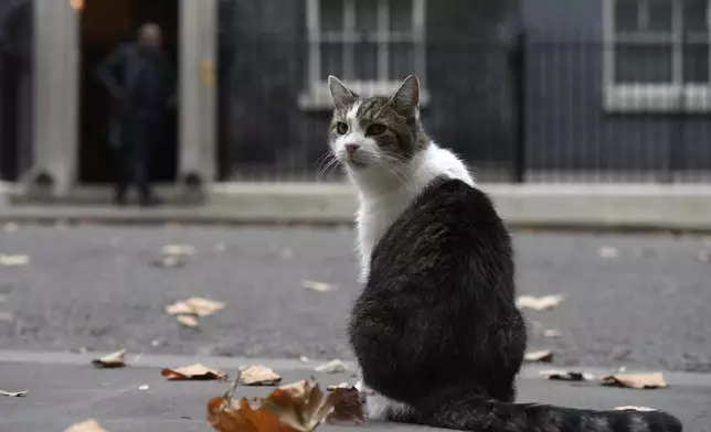 Britain's Larry the cat, Chief Mouser to the Cabinet Office, awaits the arrival of Jordan's King Abdullah II bin al-Hussein to 10 Downing Street in London, Wednesday, Nov. 6, 2024. (AP Photo/Frank Augstein)