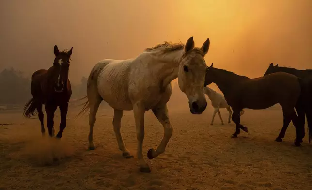 Horses gallop in an enclosure at Swanhill Farms as the Mountain Fire burns in Moorpark, Calif., on Thursday, Nov. 7, 2024. (AP Photo/Noah Berger)