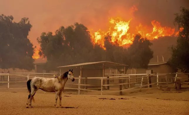 Flames from the Mountain Fire leap along a hillside as a horse stands in an enclosure at Swanhill Farms in Moorpark, Calif., on Thursday, Nov. 7, 2024. (AP Photo/Noah Berger)