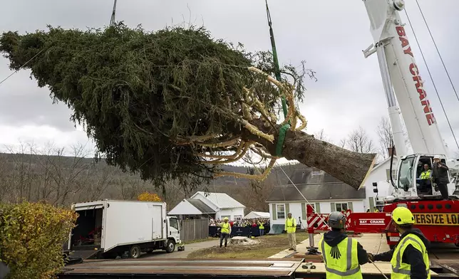 A Norway Spruce that will serve as this year's Rockefeller Center Christmas tree is placed on a flatbed, Thursday, Nov. 7, 2024 in West Stockbridge, Mass. (AP Photo/Matthew Cavanaugh)