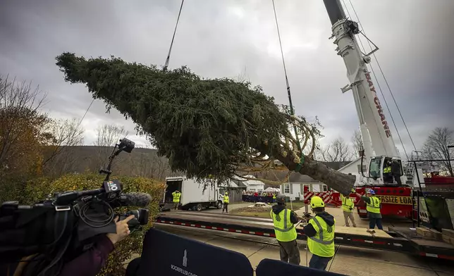 A Norway Spruce that will serve as this year's Rockefeller Center Christmas tree is placed on a flatbed, Thursday, Nov. 7, 2024 in West Stockbridge, Mass. (AP Photo/Matthew Cavanaugh)