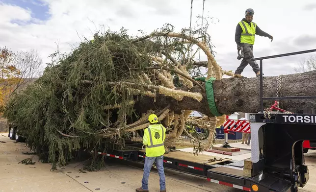 A Norway Spruce that will serve as this year's Rockefeller Center Christmas tree is placed on a flatbed, Thursday, Nov. 7, 2024 in West Stockbridge, Mass. (AP Photo/Matthew Cavanaugh)