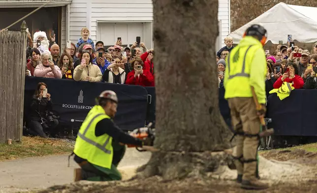 A Norway Spruce that will serve as this year's Rockefeller Center Christmas tree is cut down, Thursday, Nov. 7, 2024 in West Stockbridge, Mass. (AP Photo/Matthew Cavanaugh)