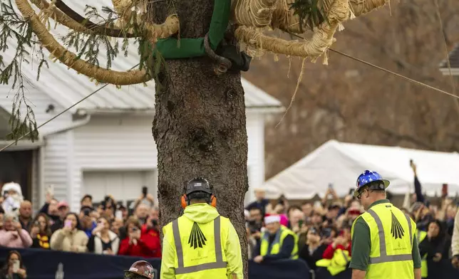 A Norway Spruce that will serve as this year's Rockefeller Center Christmas tree is cut down, Thursday, Nov. 7, 2024 in West Stockbridge, Mass. (AP Photo/Matthew Cavanaugh)