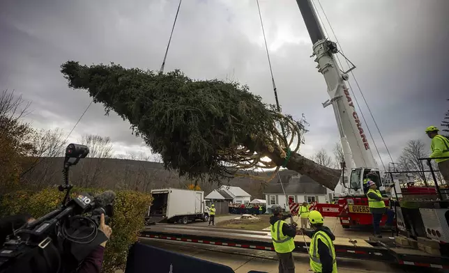 A Norway Spruce that will serve as this year's Rockefeller Center Christmas tree is cut down, Thursday, Nov. 7, 2024 in West Stockbridge, Mass. (AP Photo/Matthew Cavanaugh)