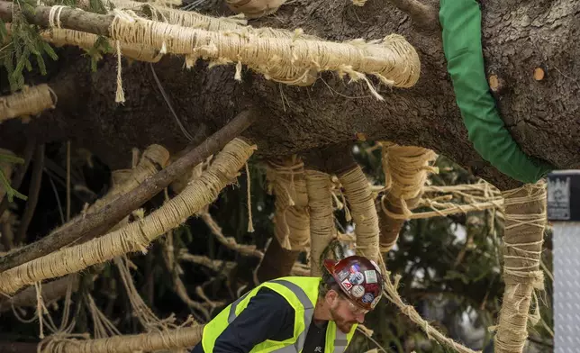 A Norway Spruce that will serve as this year's Rockefeller Center Christmas tree is placed on a flatbed, Thursday, Nov. 7, 2024 in West Stockbridge, Mass. (AP Photo/Matthew Cavanaugh)