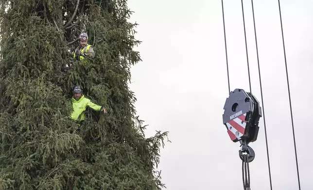 Workers are seen inside the branches of a Norway Spruce that will serve as this year's Rockefeller Center Christmas tree is readied to be cut down and lowered with a crane on Thursday, Nov. 7, 2024 in West Stockbridge, Mass. (AP Photo/Matthew Cavanaugh)