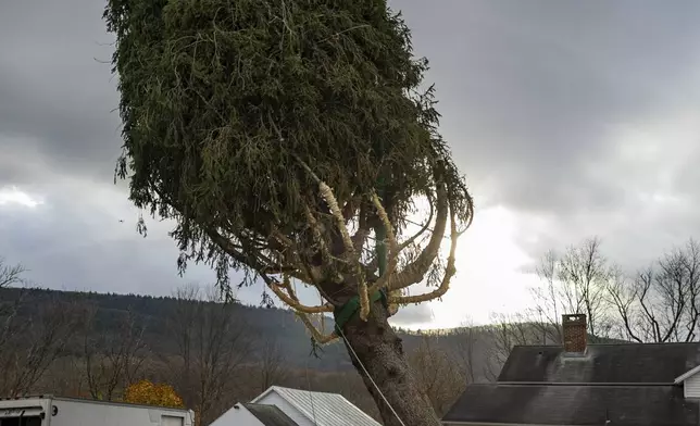 A Norway Spruce that will serve as this year's Rockefeller Center Christmas tree is cut down, Thursday, Nov. 7, 2024 in West Stockbridge, Mass. (AP Photo/Matthew Cavanaugh)