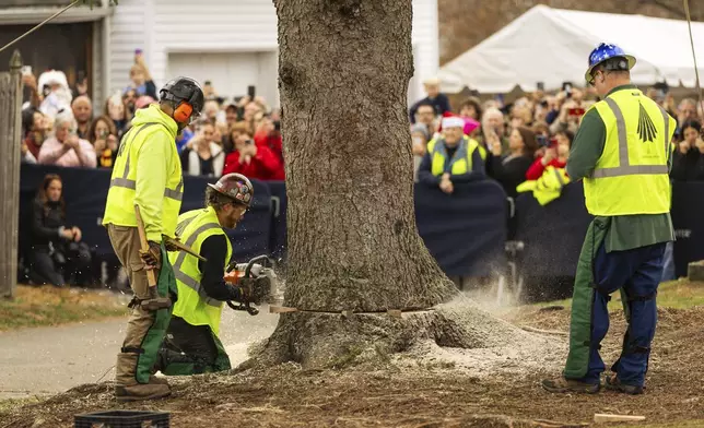 A Norway Spruce that will serve as this year's Rockefeller Center Christmas tree is cut down, Thursday, Nov. 7, 2024 in West Stockbridge, Mass. (AP Photo/Matthew Cavanaugh)