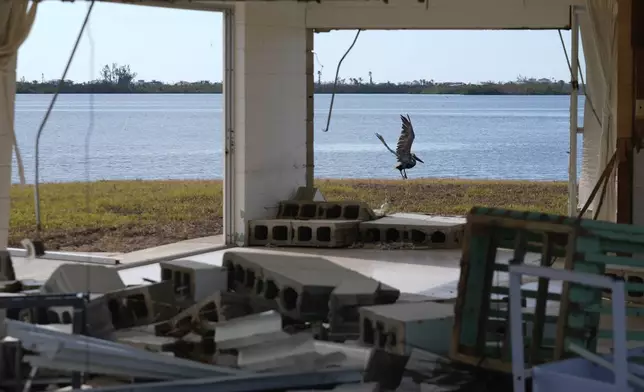 FILE - A pelican takes off, seen through the destroyed house that Osvaldo Cruz, who lives next door, was planning to turn into a rental property, in Grove City, Fla., following the passage of Hurricane Milton, Oct. 12, 2024. (AP Photo/Rebecca Blackwell, File)