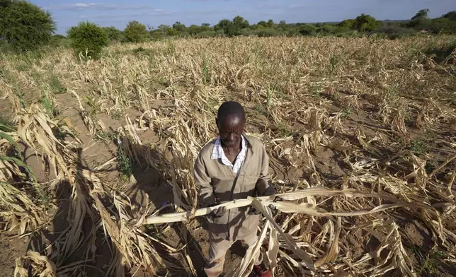 FILE - James Tshuma, a farmer in Mangwe district in southwestern Zimbabwe, stands in the middle of his dried up crop field amid a drought, in Zimbabwe, March, 22, 2024. (AP Photo/Tsvangirayi Mukwazhi, File)