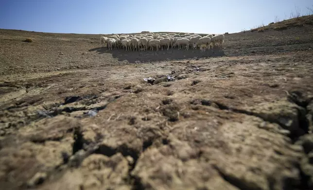 FILE - Sheep look for water in a dry pond used by local farms for their livestock, in Contrada Chiapparia, near the town of Caltanissetta, central Sicily, Italy, July 19, 2024. (AP Photo/Andrew Medichini, File)