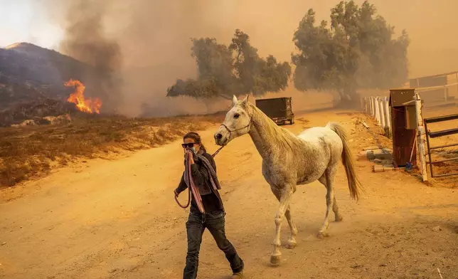 Tiffany Hobelman leads Koshan from an enclosure at Swanhill Farms as the Mountain Fire burns in Moorpark, Calif., Nov. 7, 2024. (AP Photo/Noah Berger)